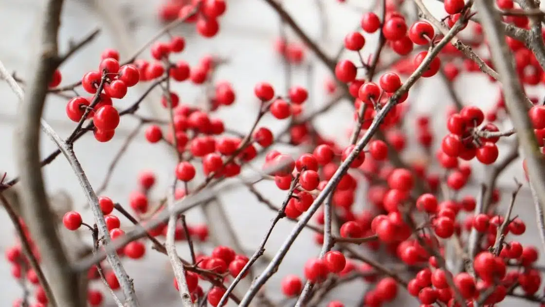 Clusters of bright red berries growing on bare, brown branches.